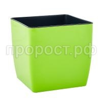 квадро оливк квадро оливк