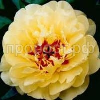 Без названия