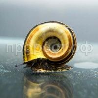 Мариза Мариза