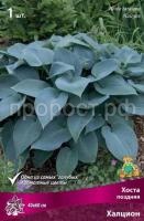 Хоста поздняя Халцион