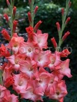 fhi3s0mypw5ei6gz1vh079exwn5ouksl fhi3s0mypw5ei6gz1vh079exwn5ouksl