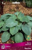 Хоста Зибольда Элеганс