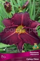 Лилейник гибридный Супер Пепл Лилейник гибридный Супер Пепл