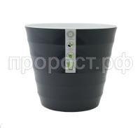 лаура лаура