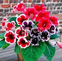 глоксиния аванти смесь11 глоксиния аванти смесь11