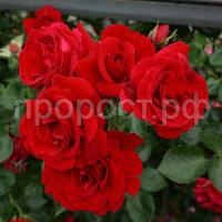 Без названия