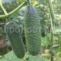 Без названия (4) Без названия (4)