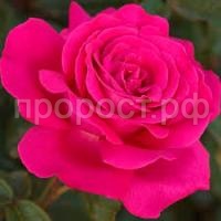 Без названия (1)