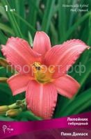 Лилейник гибридный Пинк Дамаск Лилейник гибридный Пинк Дамаск