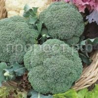 Капуста брокколи Грин Мэджик F1 250шт Капуста брокколи Грин Мэджик F1 250шт