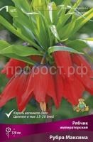 ryabchik_impera_rubra_maxima_kaper ryabchik_impera_rubra_maxima_kaper