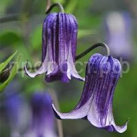 Clematis_Rooguchi