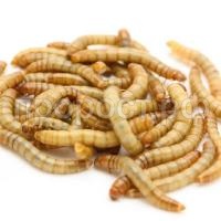 Насекомое Мучной червь (фас 100гр) Насекомое Мучной червь (фас 100гр)