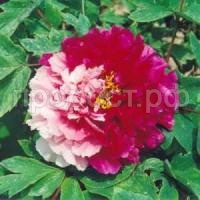 сестры киао