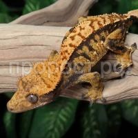 Геккон бананоед Геккон бананоед