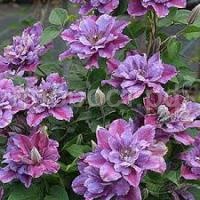 Без названия (1) Без названия (1)