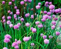 Лук шнитт эгоист