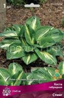 Хоста гибридная Стинг