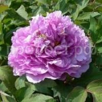 Без названия (1) Без названия (1)