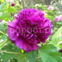 дак блэк пепл