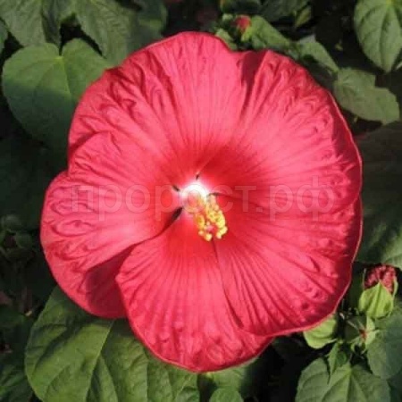 Редкие растения Гибискус Травянистый (болотный) Красный 5 шт