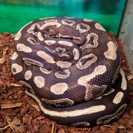 Змея Питон королевский Mojave Змея Питон королевский Mojave