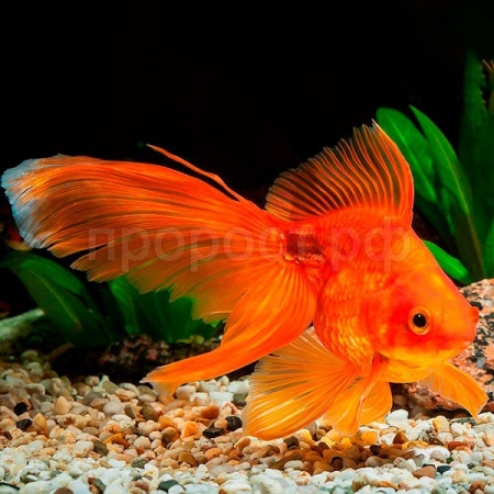 Рыба Золотая рыбка большая Рыба Золотая рыбка большая