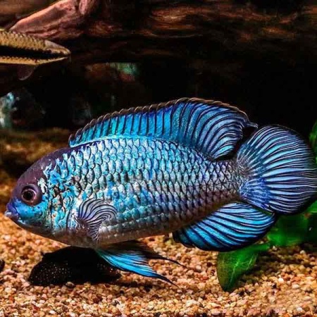 Рыба Нанокара неоновая