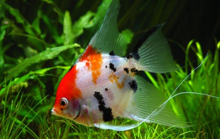 Цихлида ассорти S Цихлида ассорти S