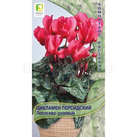 Поиск Комн. Цикламен персидский Лососево-розовый 2шт