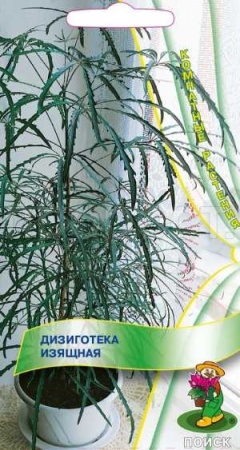 Поиск Дизиготека изящная 5шт