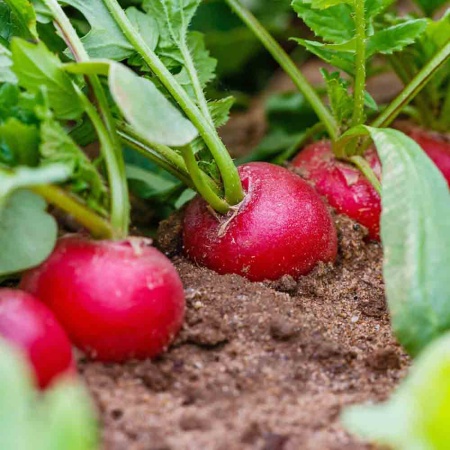 Редис Заря 3г Редис Заря 3г