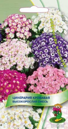 Поиск Цинерария кровавая Высокорослая смесь 0,01г