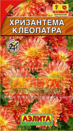 Хризантема Клеопатра
