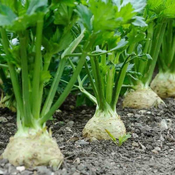 Петрушка корневая Сахарная 3г Петрушка корневая Сахарная 3г