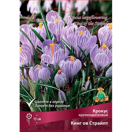 Крокус Крупноцветковый Кинг ов Страйпт (сиреневый, полосатый, 1ШТ, 7/8) 755549