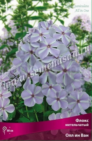 Флокс метельчатый Олл ин Ван (I) 1шт 