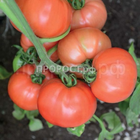 Томат Персиановский F1 100шт