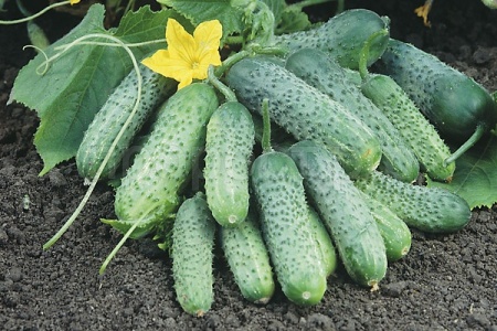 Огурец Пасамонте F1 20*10шт Каприс