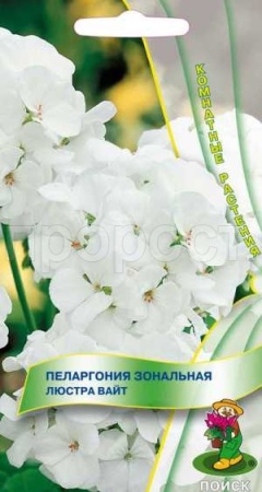 Поиск Комн. Пеларгония Люстра Вайт 5шт