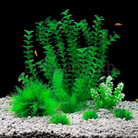 Растение в ассортименте группа 2 Растение в ассортименте группа 2