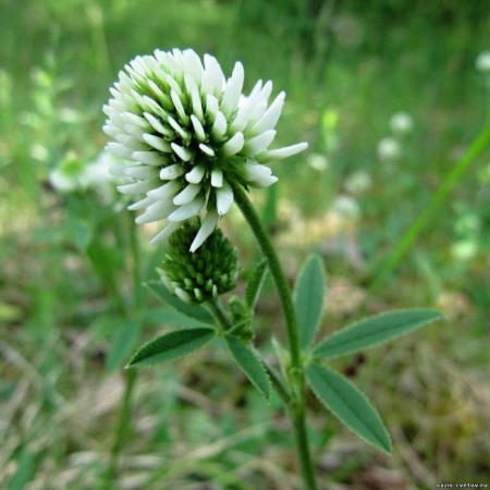 З.У. Клевер белый 100г (50шт/уп)