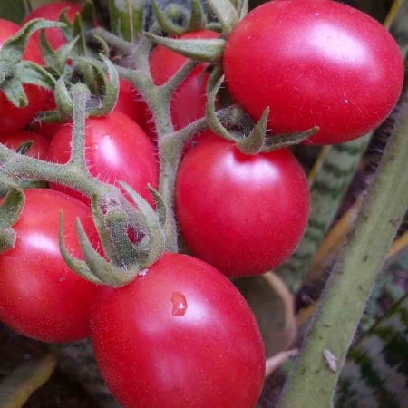 Томат Новичок розовый 0,2г Томат Новичок розовый 0,2г