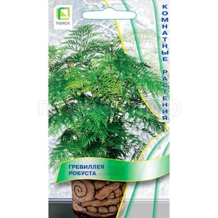 Поиск Комн. Гревиллея робуста 5шт 