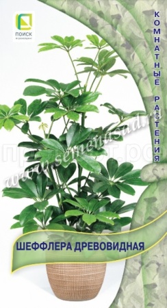 Поиск Комн. Шеффлера древовидная 5шт 