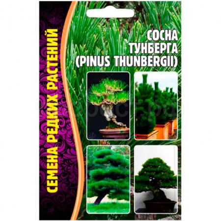 Редкие растения Сосна Тунберга (Pinus thunbergii) 10шт