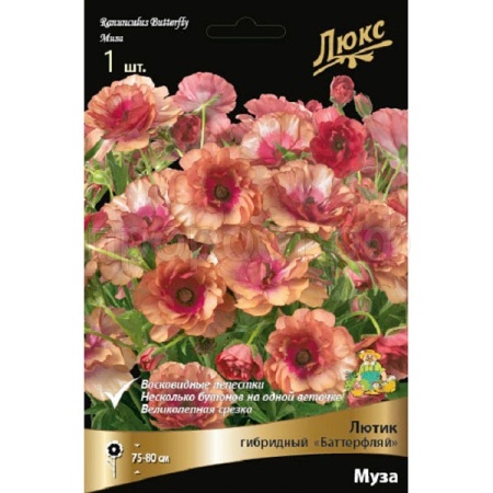 Лютик гибридный Батерфляй Муза /К 839679