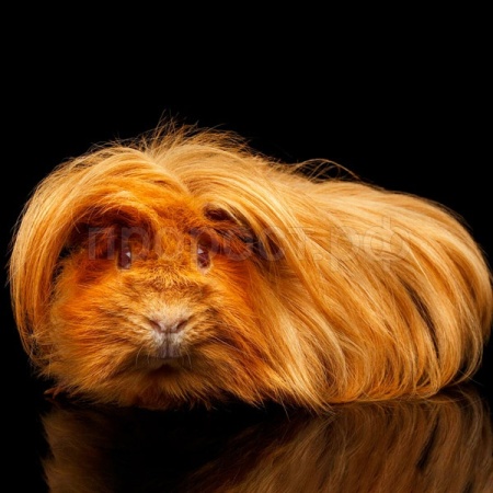 Грызуны Морская свинка перуанская Грызуны Морская свинка перуанская