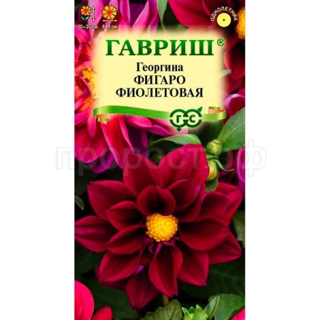 Георгина Фигаро фиолетовая 7шт