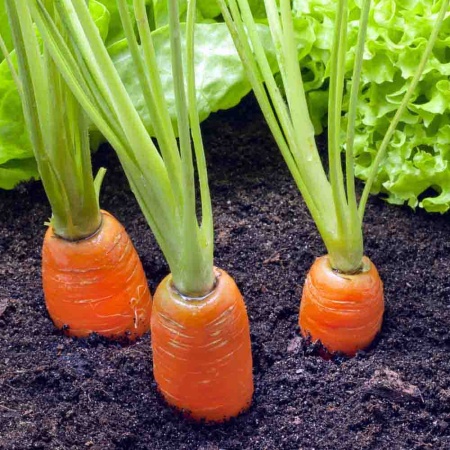 Морковь Нантская 4 2г Морковь Нантская 4 2г